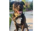 Adopt Cookie a Pit Bull Terrier