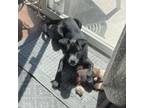 Adopt Ruby Torres a Cane Corso, German Shepherd Dog