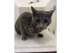 Adopt Cotton Candy a Domestic Short Hair