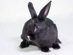 Adopt Dash a Black Satin / Mixed (short coat) rabbit in Kingston, ON (36417454)