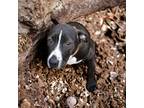 Adopt Grace a Black - with White American Pit Bull Terrier / Labrador Retriever