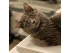 Adopt Amaryllis a Domestic Medium Hair