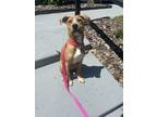 Adopt Flamingo a Black Mouth Cur, Mixed Breed
