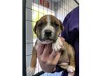 Adopt Gnat a Pit Bull Terrier, Mixed Breed