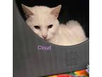 Adopt Cloud a Siamese