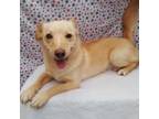 Adopt Angie a Jack Russell Terrier