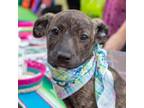 Adopt Cupcake (Puppy 2) a Plott Hound, Labrador Retriever