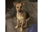 Adopt Fruity Pebbles a German Shepherd Dog, Labrador Retriever