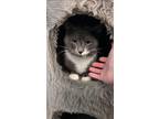 Adopt Smokey a Domestic Shorthair / Mixed (short coat) cat in Henderson