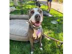 Adopt Loretta a Pit Bull Terrier