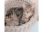 Adopt Chili a Domestic Shorthair / Mixed (short coat) cat in Ft.