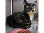 Adopt Ronnie a Domestic Short Hair