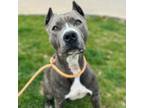 Adopt Dollop a Mixed Breed