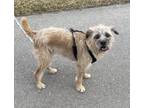 Adopt Ruby a Border Terrier, Mixed Breed