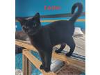 Adopt Lottie a All Black Domestic Shorthair / Mixed (short coat) cat in