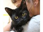 Adopt Gale a All Black Domestic Shorthair / Mixed cat in Lorain, OH (36212490)