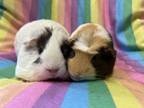 Adopt Zuzzlu (bonded to Nastia) a Guinea Pig small animal in Imperial Beach