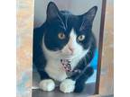 Adopt Delphi a Domestic Shorthair / Mixed cat in Port Washington, NY (36174541)