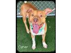 Adopt CARVER a Red/Golden/Orange/Chestnut - with White Pit Bull Terrier / Mixed