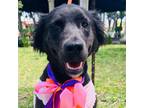 Adopt FRIDA a Black - with White Labrador Retriever / Mixed dog in Pasadena