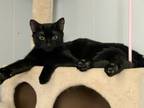 Adopt Kenya a American Shorthair