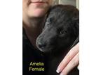 Adopt Explorers : Amelia a Australian Cattle Dog / Blue Heeler, Retriever