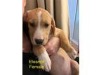 Adopt Explorers : Eleanor a Australian Cattle Dog / Blue Heeler, Retriever