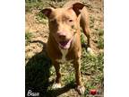 Adopt Bessie a Pit Bull Terrier