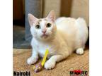 Adopt Nairobi a Domestic Short Hair