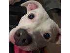 Adopt Astra - CPP210410 a Pit Bull Terrier