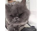 Adopt Miss Gigi a Persian