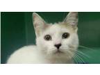 Adopt DAISY - FFPR a Domestic Short Hair