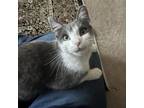 Adopt Lady J a Domestic Short Hair