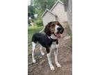 Adopt Goldie Hawn a Treeing Walker Coonhound