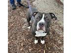 Adopt Zoom a Pit Bull Terrier