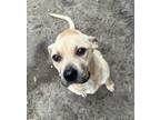 Adopt Nesta a Pit Bull Terrier