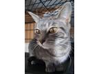 Adopt Grey a Domestic Short Hair