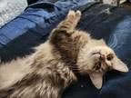 Adopt Misty a Maine Coon, Domestic Short Hair