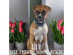 Adopt Lily a Boxer