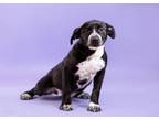 Adopt Delilah a Labrador Retriever, Mixed Breed