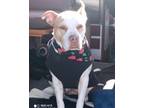 Adopt Cherish a Pit Bull Terrier, Mixed Breed