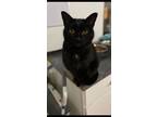 Adopt Jackie a Domestic Short Hair