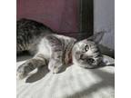 Adopt Minnie a Domestic Short Hair