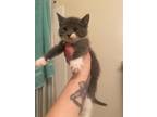 Adopt Charlee a Domestic Short Hair