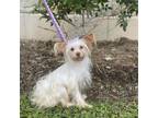 Adopt Heidi a Chinese Crested Dog, Yorkshire Terrier