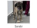 Adopt Sarabi a Anatolian Shepherd
