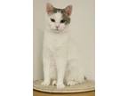 Adopt Oona a Domestic Short Hair