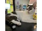 Adopt Odette a Domestic Short Hair