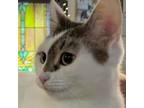 Adopt Odette a Domestic Short Hair