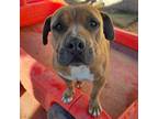 Adopt Luna Vegas a Pit Bull Terrier